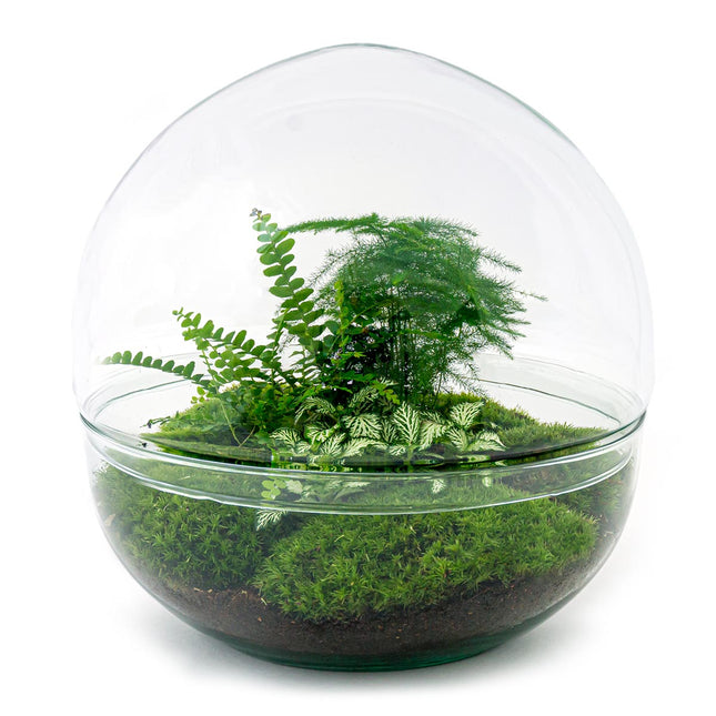 Terrarium DIY Kit - Dome XL - Bottle Garden - ↑ 30 cm – urbanjngl